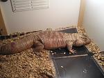 my new red tegu